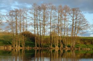 Les rives de l'Etang